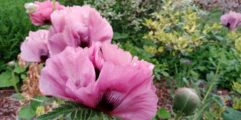 Papaver orientale 'Patty's Plum' Мак восто́чный